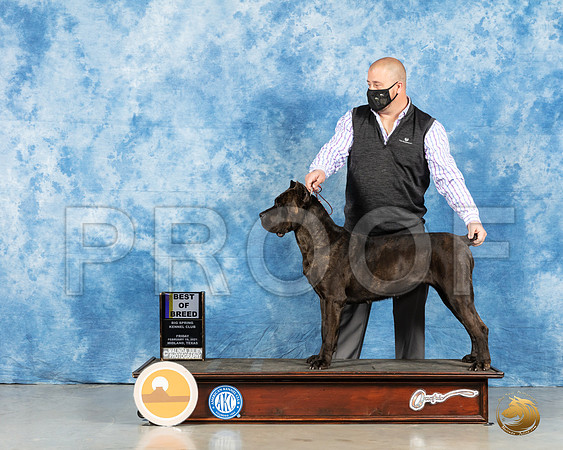 Cane Corso #20 Fri BOB Judge Ted Parker_MMJ_0205_HR3