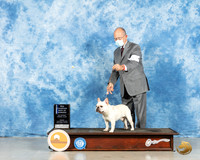 French Bulldog #17 Fri WD Judge Carolyn Herbel