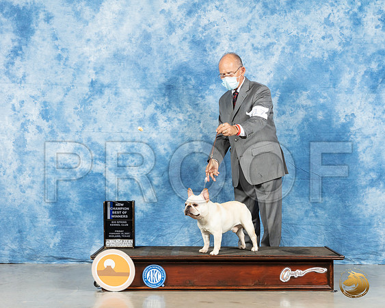 French Bulldog #17 Fri WD Judge Carolyn Herbel_MMJ_0224_HR3