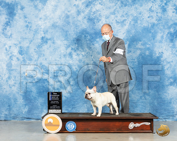 French Bulldog #17 Fri WD Judge Carolyn Herbel_MMJ_0225_HR3