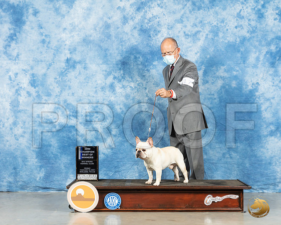 French Bulldog #17 Fri WD Judge Carolyn Herbel_MMJ_0229_HR3