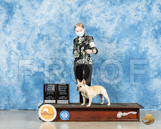 French Bulldog #44 Fri BOB Judge Carolyn Herbel_MMJ_0233_HR3