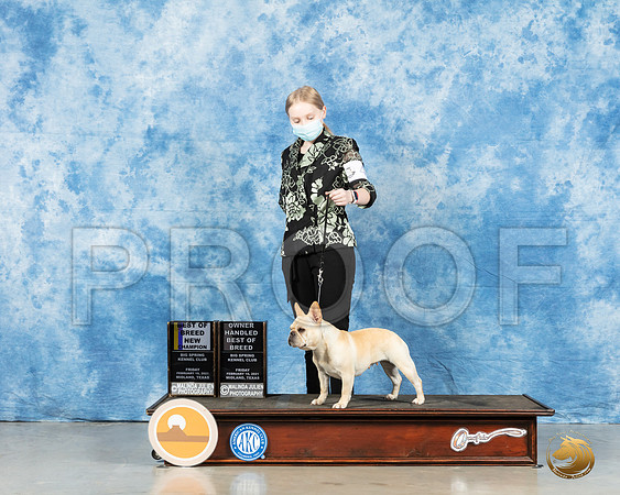 French Bulldog #44 Fri BOB Judge Carolyn Herbel_MMJ_0235_HR3