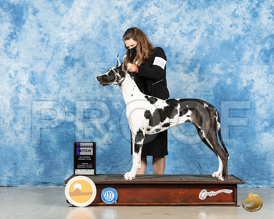 Great Dane #28 Fri WB Judge Nancy Simmons_MMJ_0175_HR3