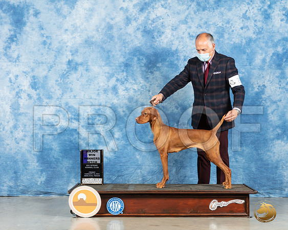 Vizsla #24 Fri WB Maj Judge Kim Meredith_MMJ_0213_HR3