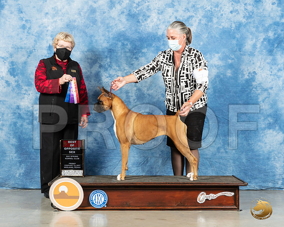 Boxer #18 Fri BOS Judge Judith Brown_MMJ_0294_Mdlnd21_HR3