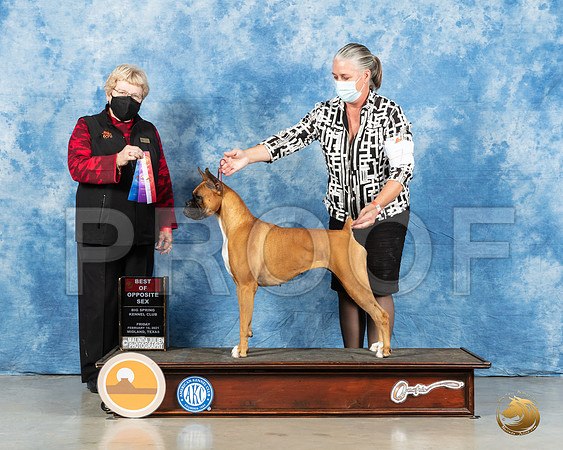 Boxer #18 Fri BOS Judge Judith Brown_MMJ_0296_Mdlnd21_HR3