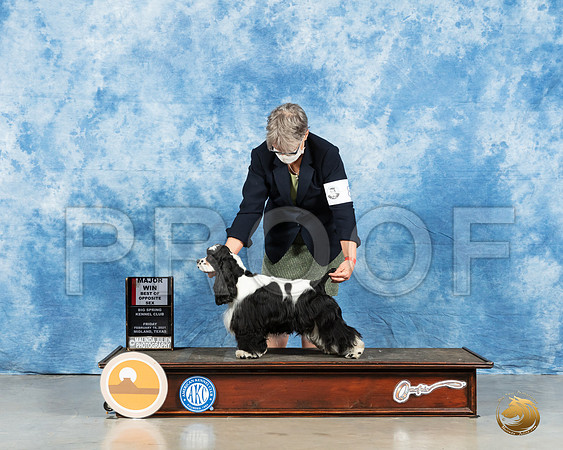 Cocker Spaniel Parti #8 Fri BOS Judge Charles Olvis_MMJ_0326_Mdlnd21_HR3