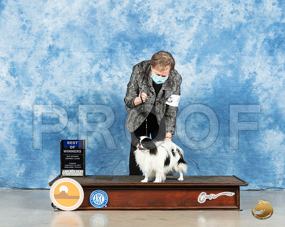 Japanese Chin #5 Fri BOW Judge Elizabeth Muthard_MMJ_0278_Mdlnd21_HR3