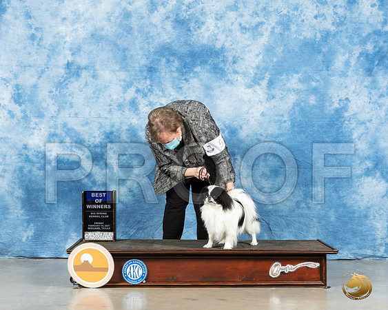 Japanese Chin #5 Fri BOW Judge Elizabeth Muthard_MMJ_0279_Mdlnd21_HR3