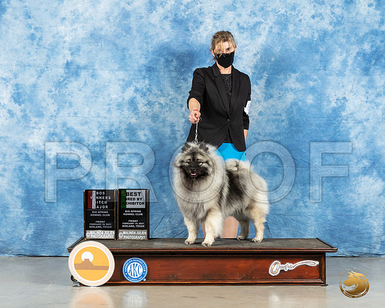 Keeshond #18 Fri BOS Judge Harold Tatro_MMJ_0311_Mdlnd21_HR3
