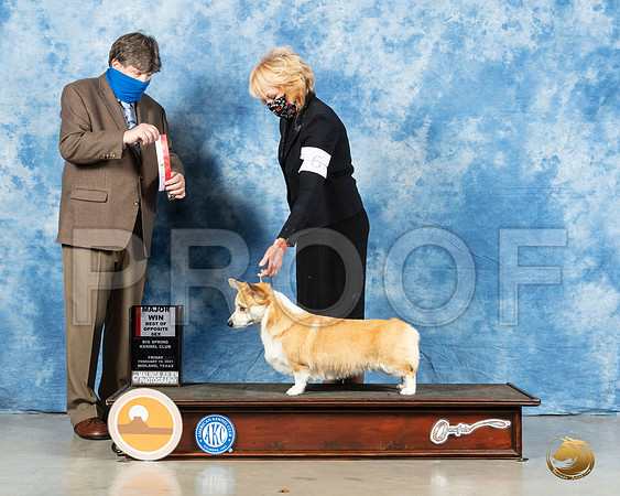 Pembroke Welsh Corgi #6 Fri  BOS Judge Charles Olvis_MMJ_0260_Mdlnd21_HR3