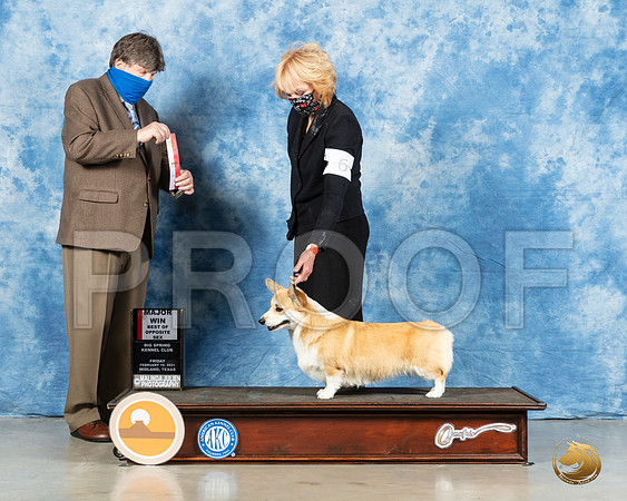 Pembroke Welsh Corgi #6 Fri  BOS Judge Charles Olvis_MMJ_0264_Mdlnd21_HR3