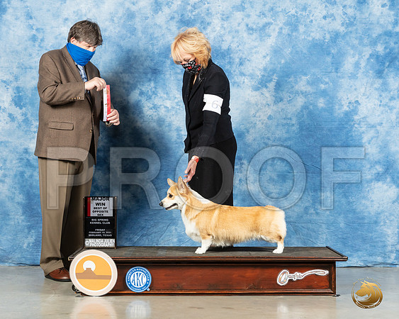 Pembroke Welsh Corgi #6 Fri  BOS Judge Charles Olvis_MMJ_0268_Mdlnd21_HR3