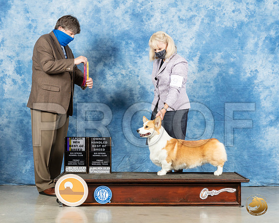 Pembroke Welsh Corgi #9 Fri BOB Judge Charles Olvis_MMJ_0256_Mdlnd21_HR3