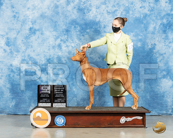 Pharoah Hound #12 Fri BOB OHBOB Judge Denny Mounce_MMJ_0272_Mdlnd21_HR3