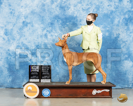 Pharoah Hound #12 Fri BOB OHBOB Judge Denny Mounce_MMJ_0273_Mdlnd21_HR3