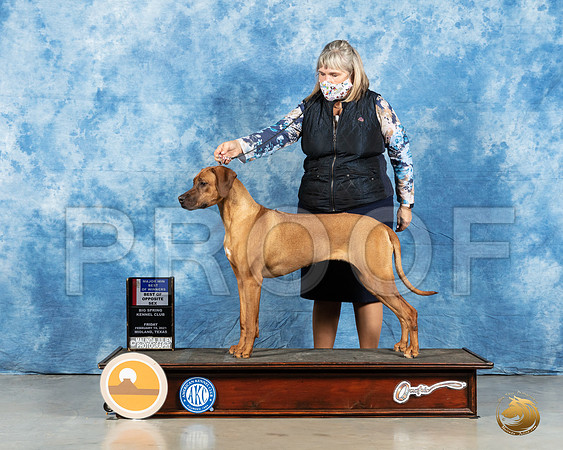 Rhodesian Ridgeback #48 Fri BOW Judge Denny Mounce_MMJ_0298_Mdlnd21_HR3
