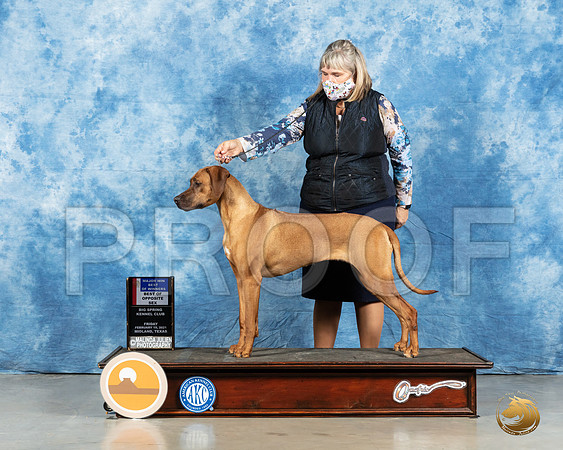 Rhodesian Ridgeback #48 Fri BOW Judge Denny Mounce_MMJ_0300_Mdlnd21_HR3