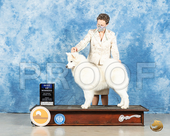 Samoyed #12 Fri BOW Fri Judge Judith Brown_MMJ_0356_Mdlnd21_HR3