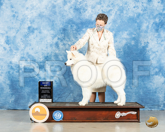 Samoyed #12 Fri BOW Fri Judge Judith Brown_MMJ_0358_Mdlnd21_HR3