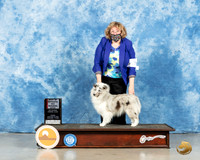 Shetland Sheepdog #28 Fri BOW Judge Steve Keating