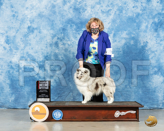 Shetland Sheepdog #28 Fri BOW Judge Steve Keating_MMJ_0302_Mdlnd21_HR3