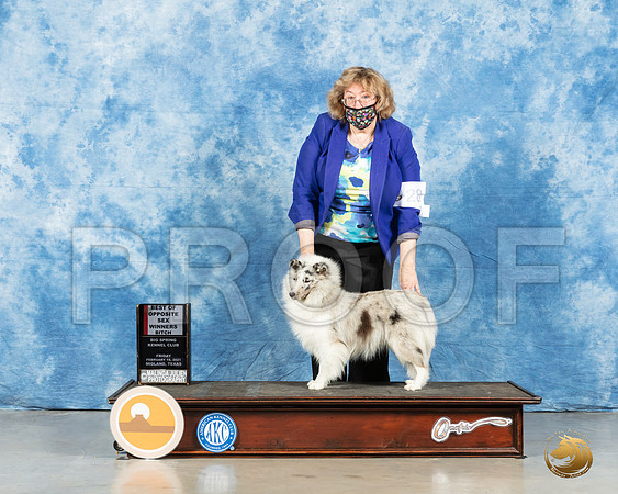 Shetland Sheepdog #28 Fri BOW Judge Steve Keating_MMJ_0303_Mdlnd21_HR3