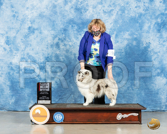 Shetland Sheepdog #28 Fri BOW Judge Steve Keating_MMJ_0304_Mdlnd21_HR3