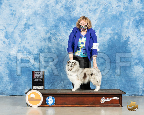 Shetland Sheepdog #28 Fri BOW Judge Steve Keating_MMJ_0306_Mdlnd21_HR3