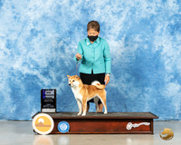 Shiba Inue #22 Fri WB Judge Harold Tatro