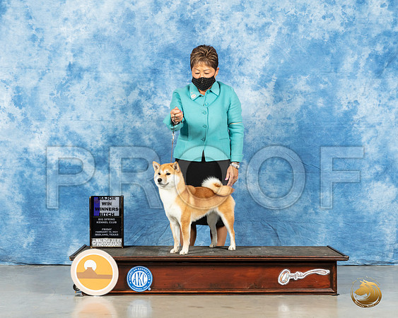 Shiba Inue #22 Fri WB Judge Harold Tatro_MMJ_0317_Mdlnd21_HR3