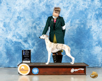 Whippet #6 Fri BOW Judge Denny Mounce