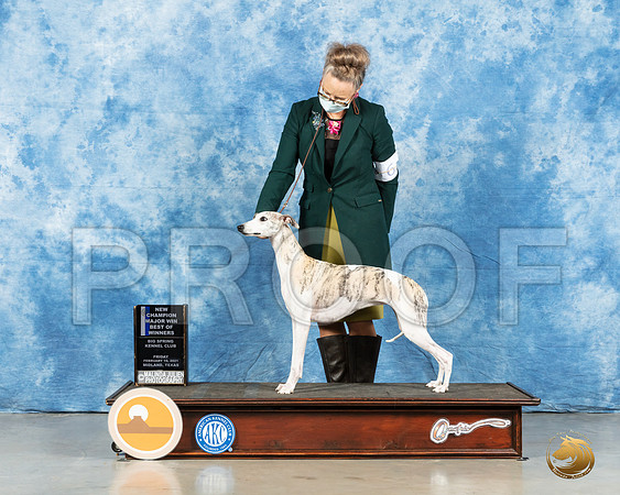 Whippet #6 Fri BOW Judge Denny Mounce_MMJ_0285_Mdlnd21_HR3