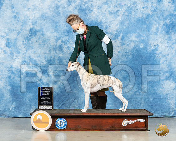 Whippet #6 Fri BOW Judge Denny Mounce_MMJ_0287_Mdlnd21_HR3