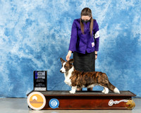 Cardigan Welsh Corgi #11 Fri WD Judge Nancy Simmons