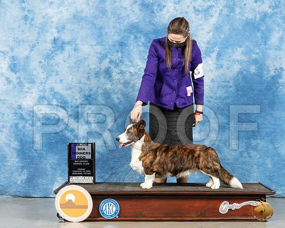 Cardigan Welsh Corgi #11 Fri WD Judge Nancy Simmons_MMJ_0373_Mdlnd21_HR3