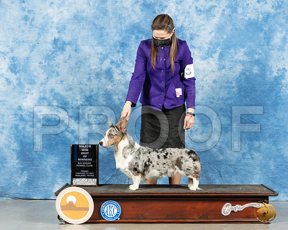 Cardigan Welsh Corgi #6 Fri BOB Judge Nancy Simmons_MMJ_0368_Mdlnd21_HR3