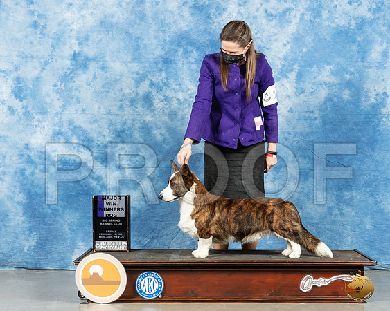 Cardigan Welsh Corgi #11 Fri WD Judge Nancy Simmons_MMJ_0374_Mdlnd21_HR3