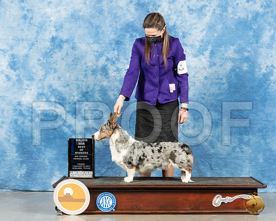 Cardigan Welsh Corgi #6 Fri BOB Judge Nancy Simmons_MMJ_0370_Mdlnd21_HR3