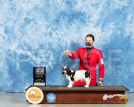 English Toy Spaniel #8 Fri BOB Judge Elizabeth Muthard_MMJ_0386_Mdlnd21_HR3