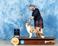 Miniature American Shepherd #32 Fri BOW Judge Charles Clovis