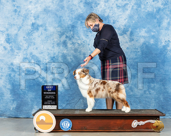 Miniature American Shepherd #32 Fri BOW Judge Charles Clovis_MMJ_0360_Mdlnd21_HR3