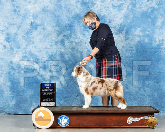 Miniature American Shepherd #32 Fri BOW Judge Charles Clovis_MMJ_0361_Mdlnd21_HR3