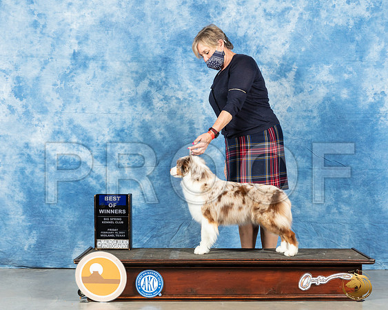 Miniature American Shepherd #32 Fri BOW Judge Charles Clovis_MMJ_0362_Mdlnd21_HR3