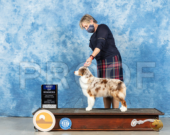 Miniature American Shepherd #32 Fri BOW Judge Charles Clovis_MMJ_0363_Mdlnd21_HR3