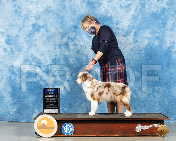 Miniature American Shepherd #32 Fri BOW Judge Charles Clovis_MMJ_0364_Mdlnd21_HR3