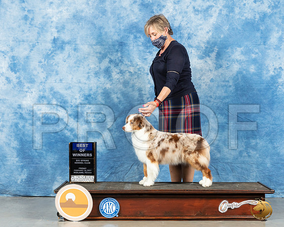 Miniature American Shepherd #32 Fri BOW Judge Charles Clovis_MMJ_0366_Mdlnd21_HR3