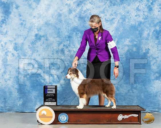 Miniature American Shepherd #35 Fri WD Judge Charles Olvis_MMJ_0377_Mdlnd21_HR3