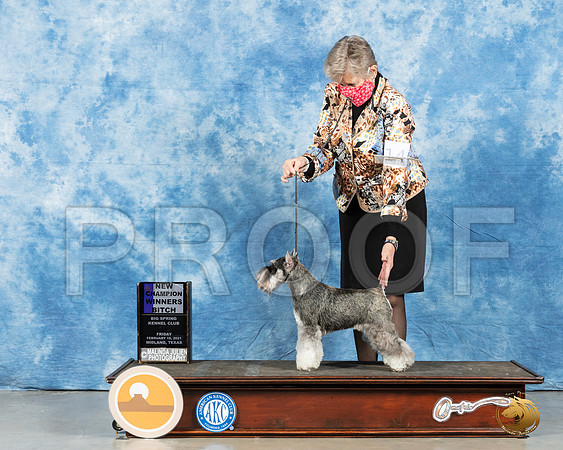 Miniature Schnauzer #14 Fri WB Judge Steve Keating_MMJ_0384_Mdlnd21_HR3